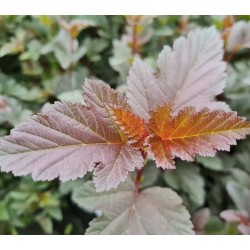 Physocarpus opulifolius 'All Red' - leaves in August