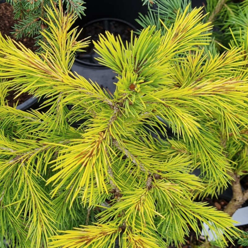 Picea smithiana 'Sunray' - foliage in early September Picea smithiana 'Sunray' - foliage in early September
