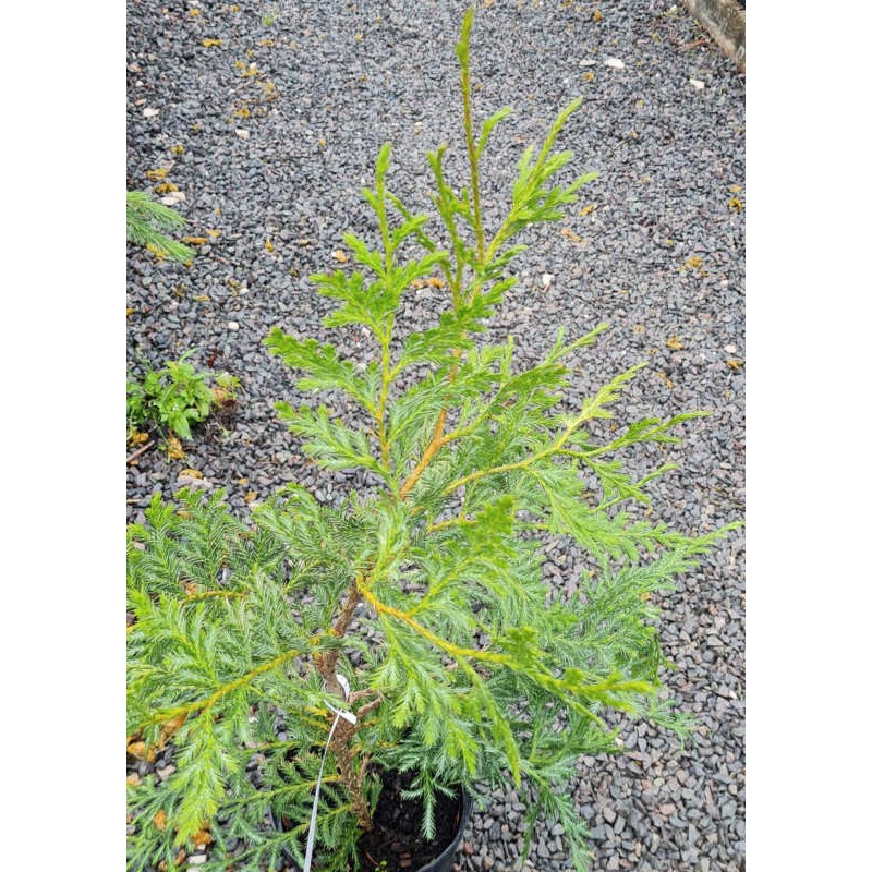 Xanthocyparis vietnamensis - foliage in early September on a young plant