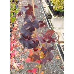 Liquidambar styraciflua 'Black Beauty' - autumn colour