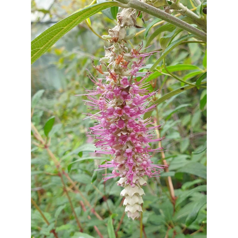 Rostrinucula dependens - flowers