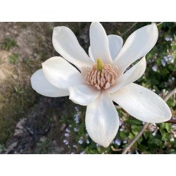 Magnolia 'Joli Pompom' - flowers in April