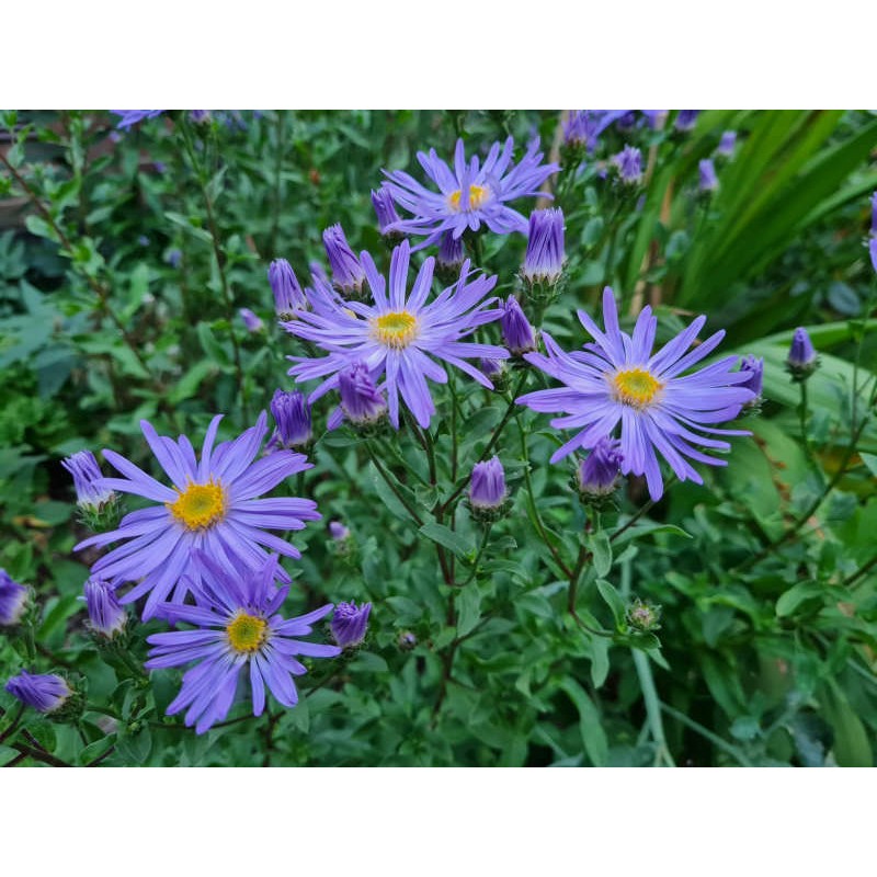 Aster amellus 'King George' - flowers in late summer