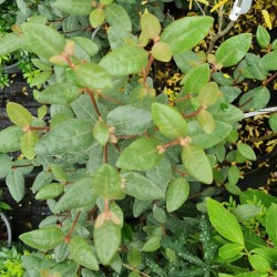 Correa lawrenceana - foliage in late summer