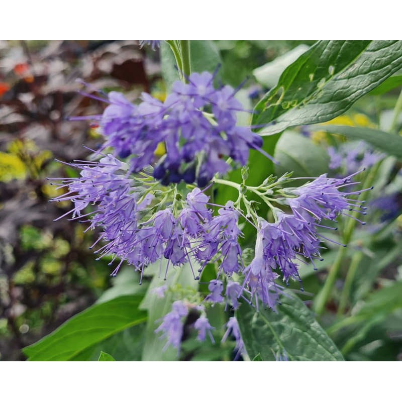 Caryopteris x clandonensis 'Heavenly Blue' - flowers in late summer