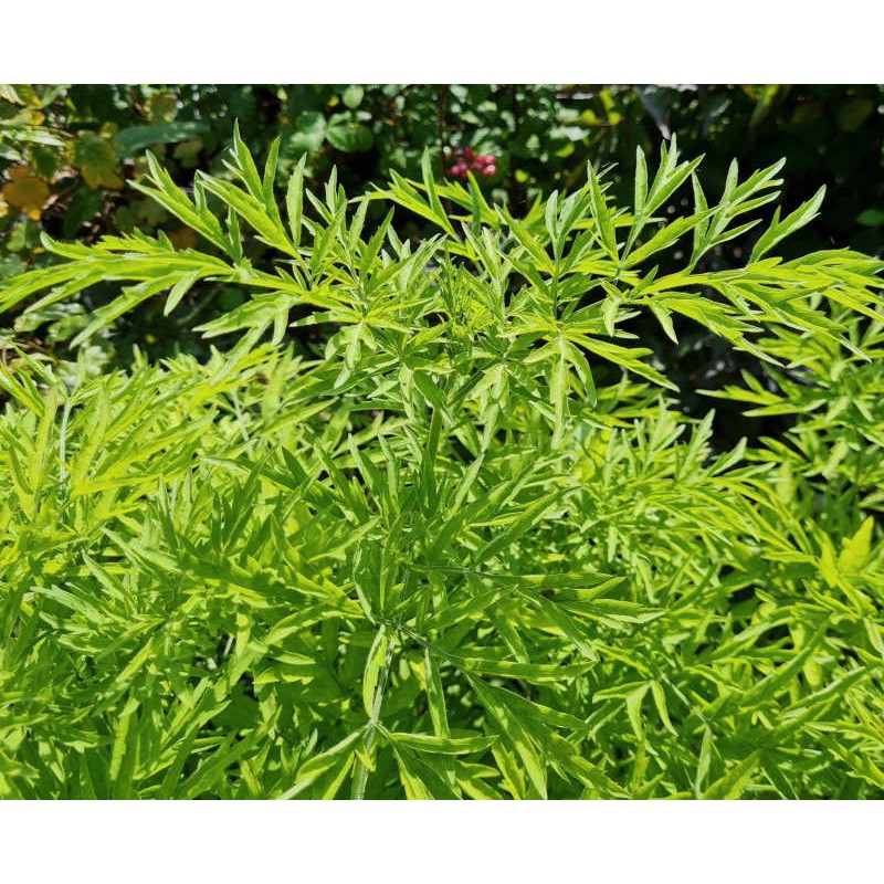 Sambucus nigra 'Golden Tower' - golden-green leaves in summer Sambucus nigra 'Golden Tower' - golden-green leaves in summer