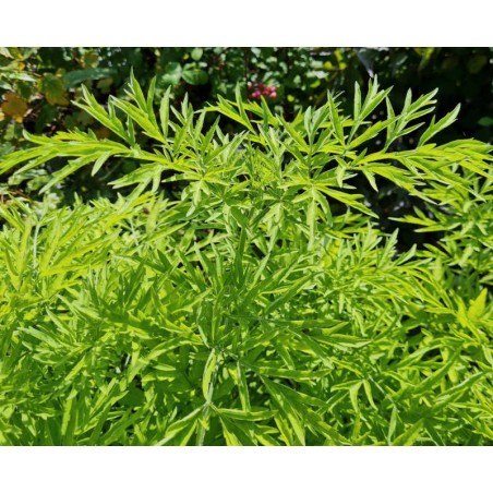 Sambucus nigra 'Golden Tower' - golden-green leaves in summer