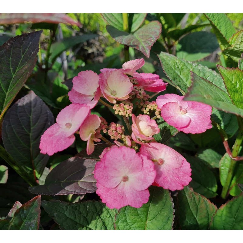 Hydrangea serrata 'Daredevil' - flowers in August Hydrangea serrata 'Daredevil' - flowers in August
