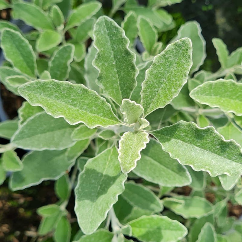 Brachyglottis 'Silver Waves'