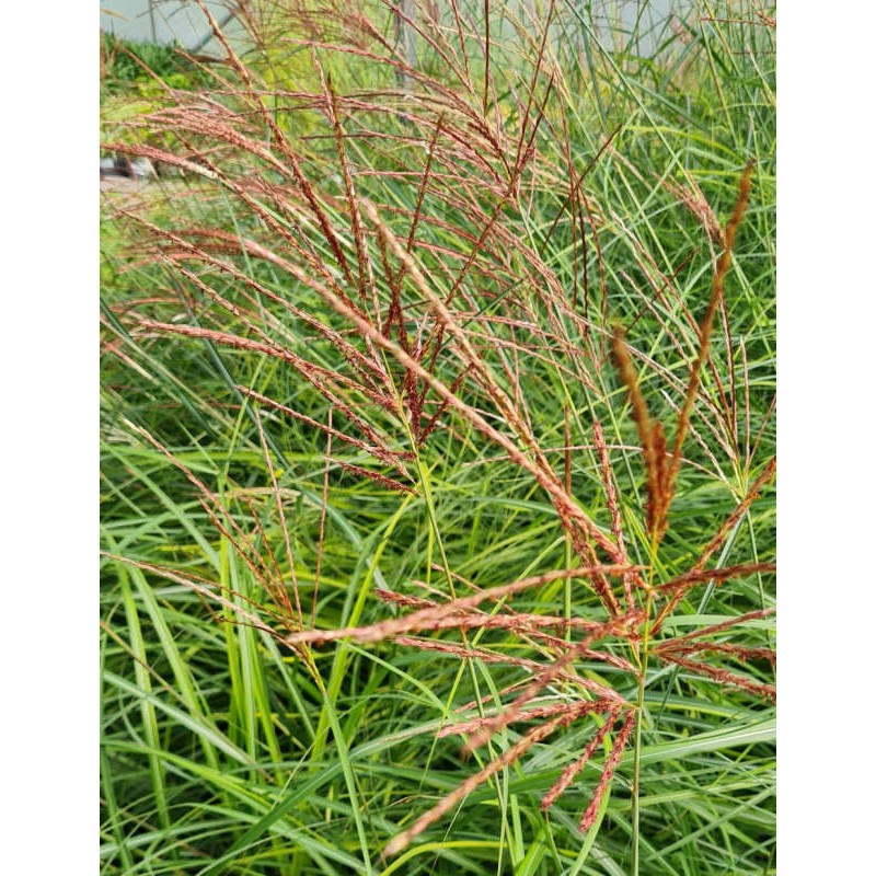 Miscanthus 'Red Zenith' - flowers in September Miscanthus 'Red Zenith' - flowers in September
