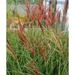 Miscanthus 'Sunlit Satin' - flowers in September