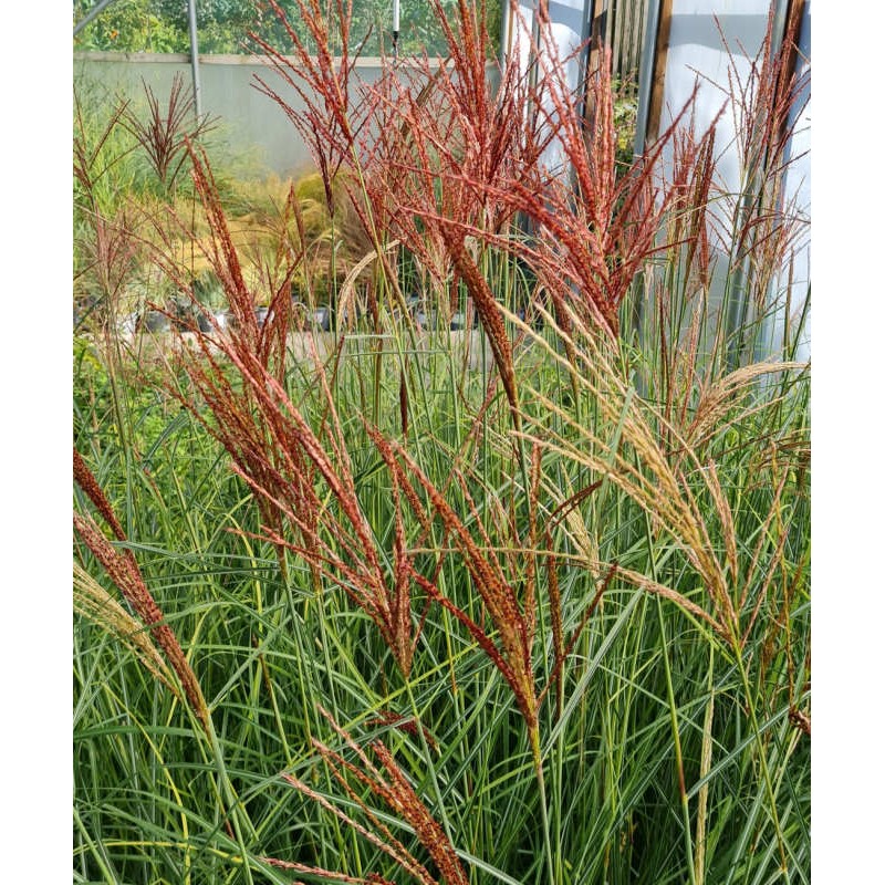 Miscanthus 'Sunlit Satin' - flowers in September Miscanthus 'Sunlit Satin' - flowers in September