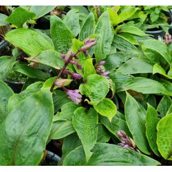 Hosta 'Purple Heart' - leaves and late flowers in mid September