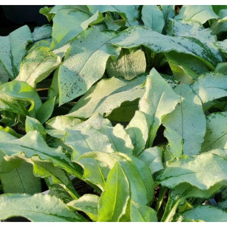 Pulmonaria 'Majeste' - leaves in late summer