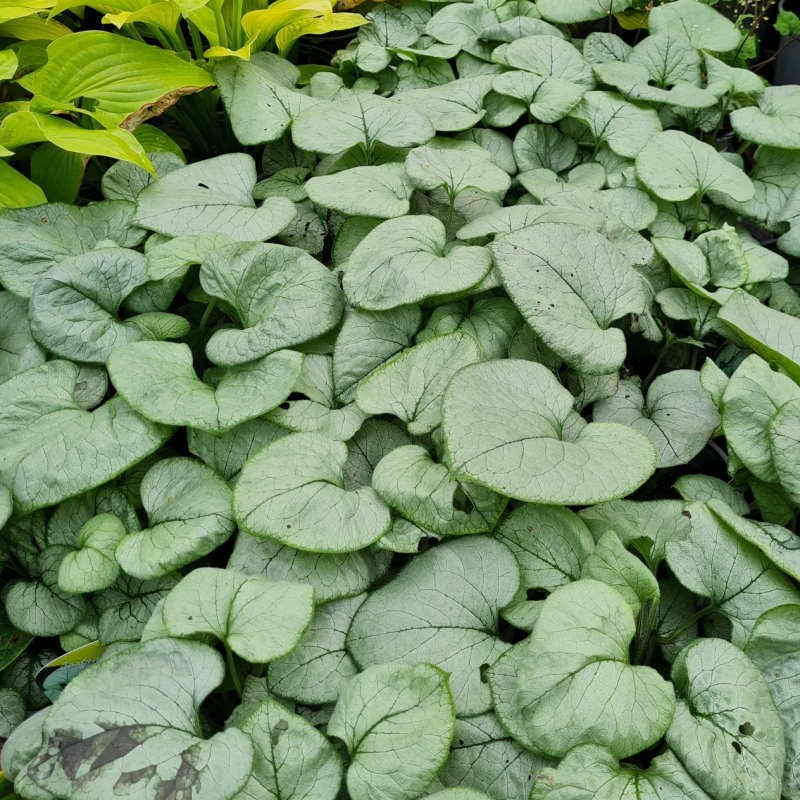 Brunnera macrophylla 'Looking Glass' - leaves in late summer