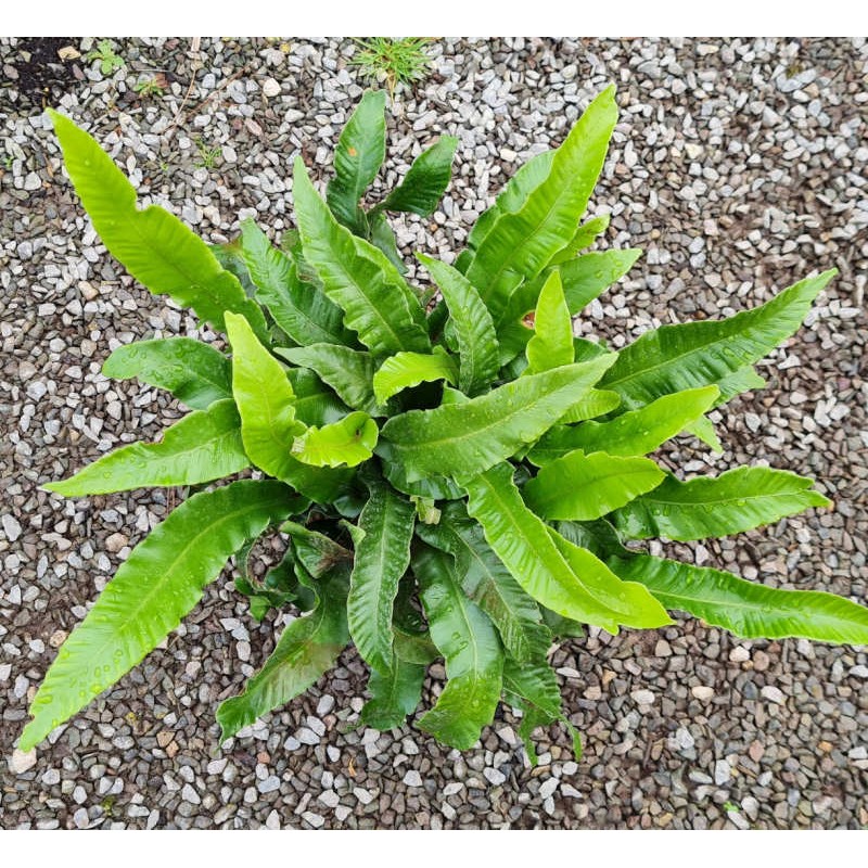 Asplenium scolopendrium - fronds in late summer Asplenium scolopendrium - fronds in late summer