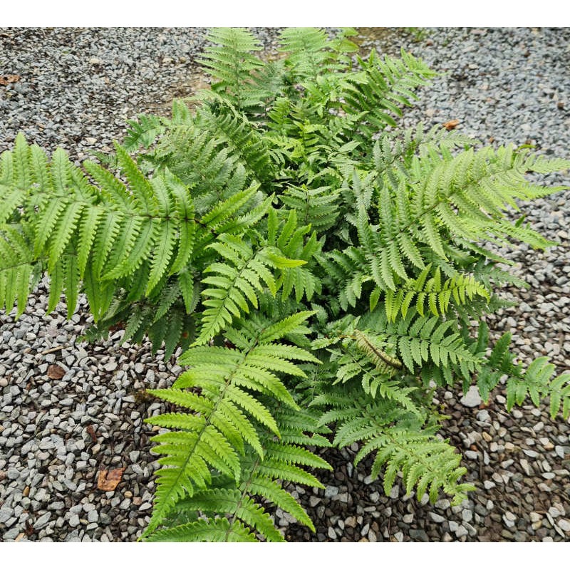 Dryopteris kuratae - fronds in late summer