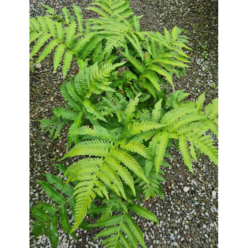 Matteuccia orientalis - fronds in September Matteuccia orientalis - fronds in September