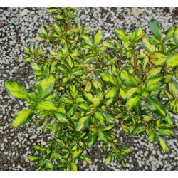 Coprosma 'Evening Glow' - leaves in September