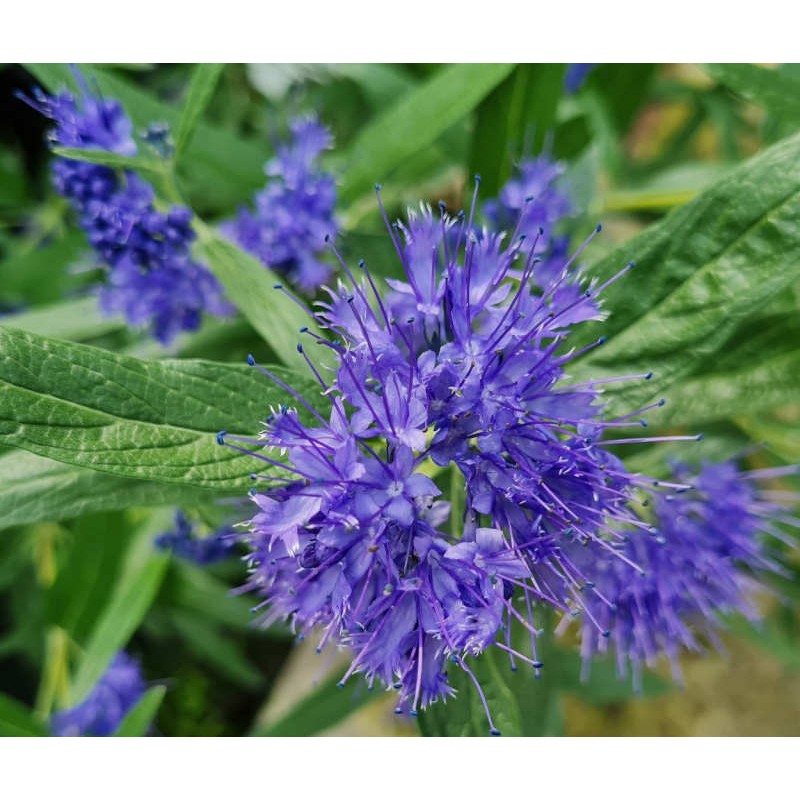 Caryopteris x clandonensis 'Kew Blue' - flowers in late summer