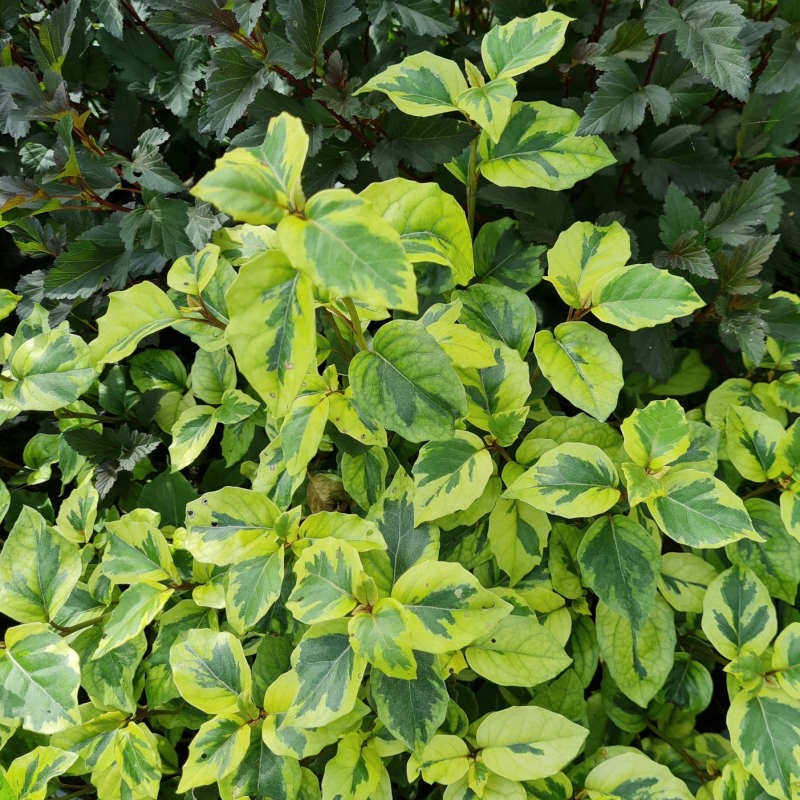 Olearia 'Moondance' - variegated leaves in late summer