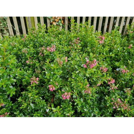 Escallonia 'Showstopper' - flowers in late summer