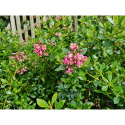 Escallonia 'Showstopper' - flowers in late summer