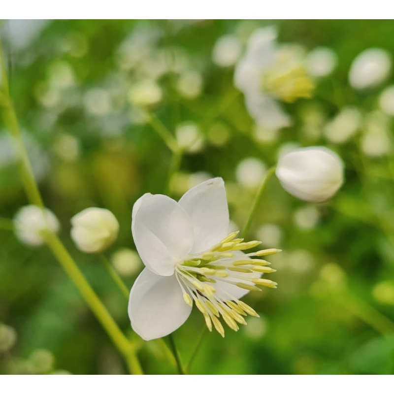 Thalictrum 'Splendide White' - flowers in summer (close up)