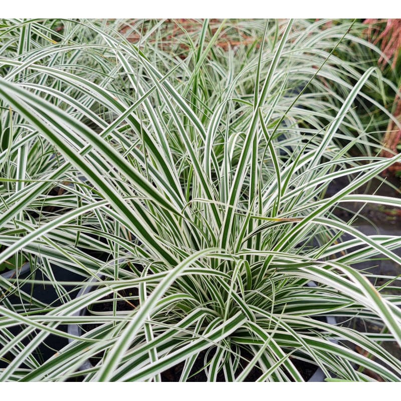Carex oshimensis 'Everest' - variegated leaves in late Summer