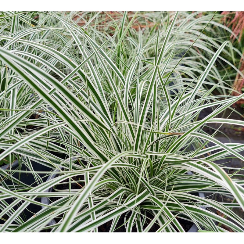 Carex oshimensis 'Everest' - variegated leaves in late Summer Carex oshimensis 'Everest' - variegated leaves in late Summer