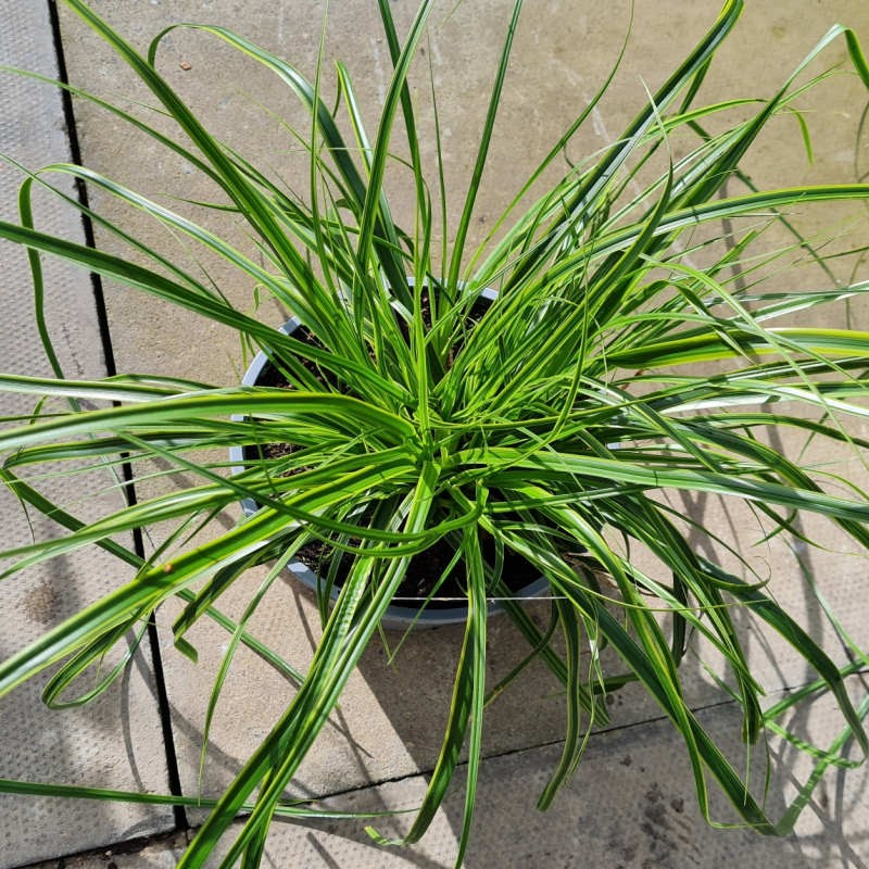 Carex oshimensis 'Everlime' - variegated leaves in late summer Carex oshimensis 'Everlime' - variegated leaves in late summer