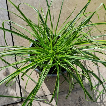 Carex oshimensis 'Everlime' - variegated leaves in late summer