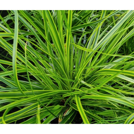 Carex oshimensis 'Everlime' - leaves close up
