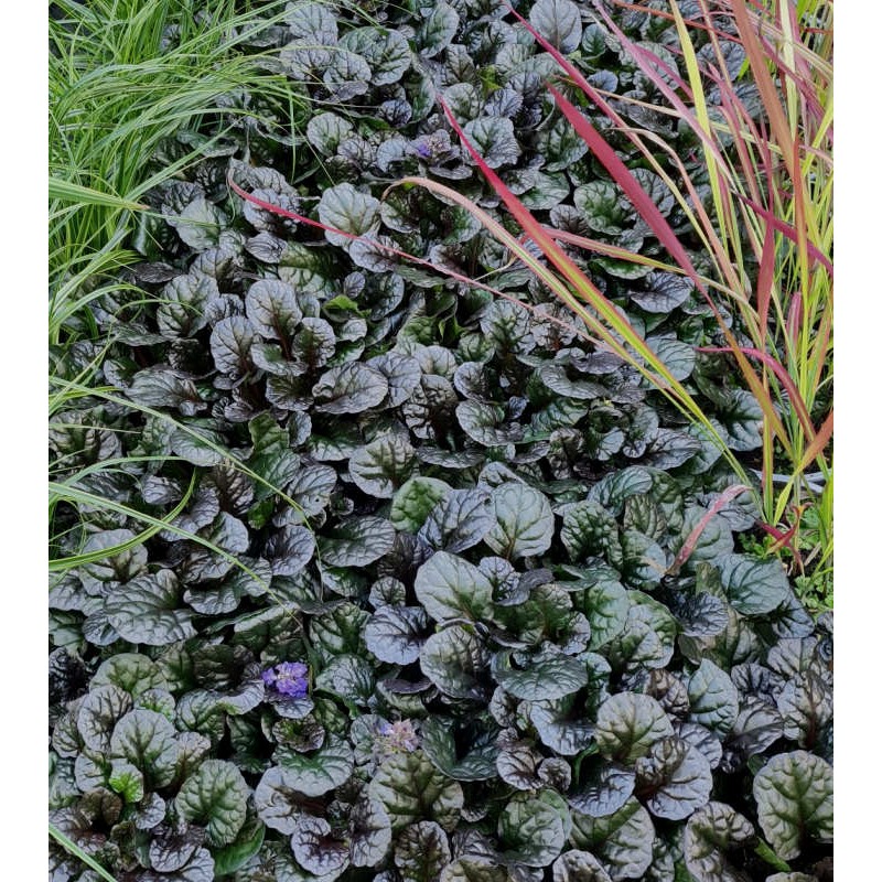Ajuga reptans 'Black Scallop' - dark leaves in late summer Ajuga reptans 'Black Scallop' - dark leaves in late summer