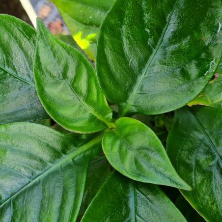 Hemiboea subcapitata - glossy green leaves Hemiboea subcapitata - glossy green leaves