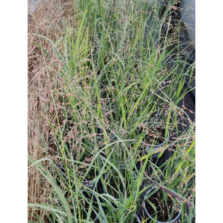 Panicum virgatum 'Heavy Metal' Panicum virgatum 'Heavy Metal'