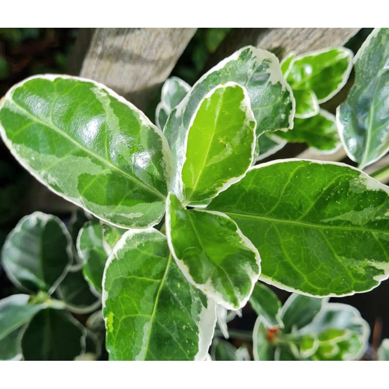 Euonymus japonicus 'Kathy' - Variegated leaves Euonymus japonicus 'Kathy' - Variegated leaves