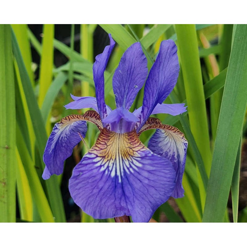 Iris sibirica 'Ego' - flowers in early summer Iris sibirica 'Ego' - flowers in early summer
