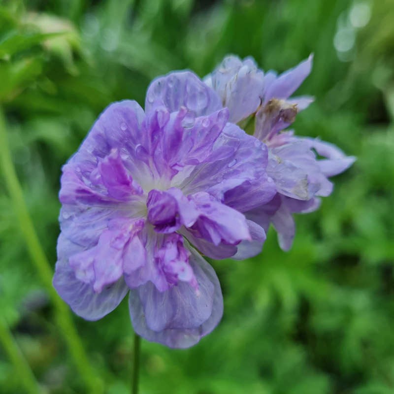Geranium pratense 'Cloud Nine' - summer flowers