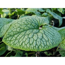 Brunnera macrophylla 'Alexanders Great' - variegated leaves in late summer