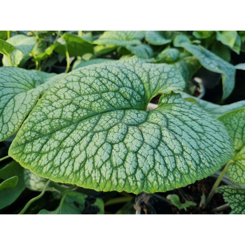 Brunnera macrophylla 'Alexanders Great' - variegated leaves in late summer Brunnera macrophylla 'Alexanders Great' - variegated leaves in late summer
