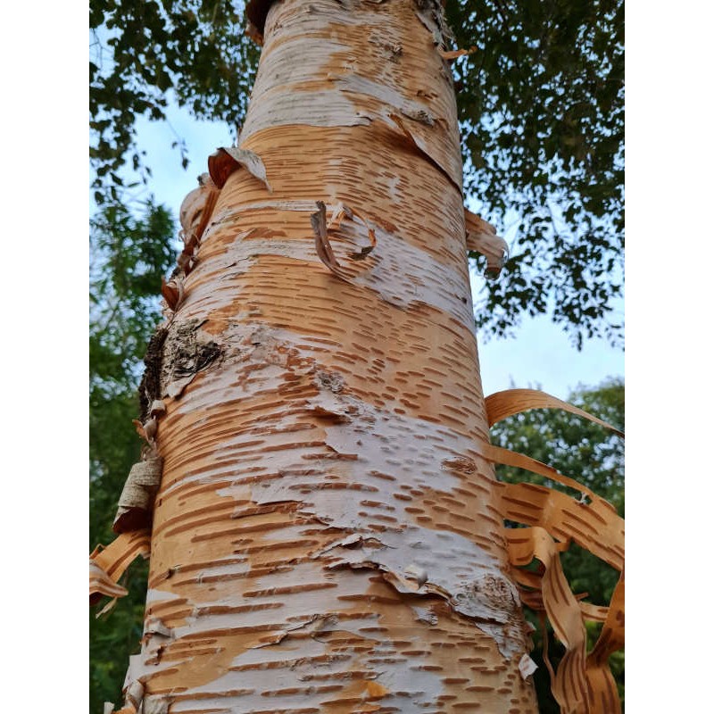 Betula x 'Fetisowii' - bark in late summer Betula x 'Fetisowii' - bark in late summer