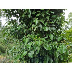Hedera pastuchovii 'Ann Ala' - leaves in autumn