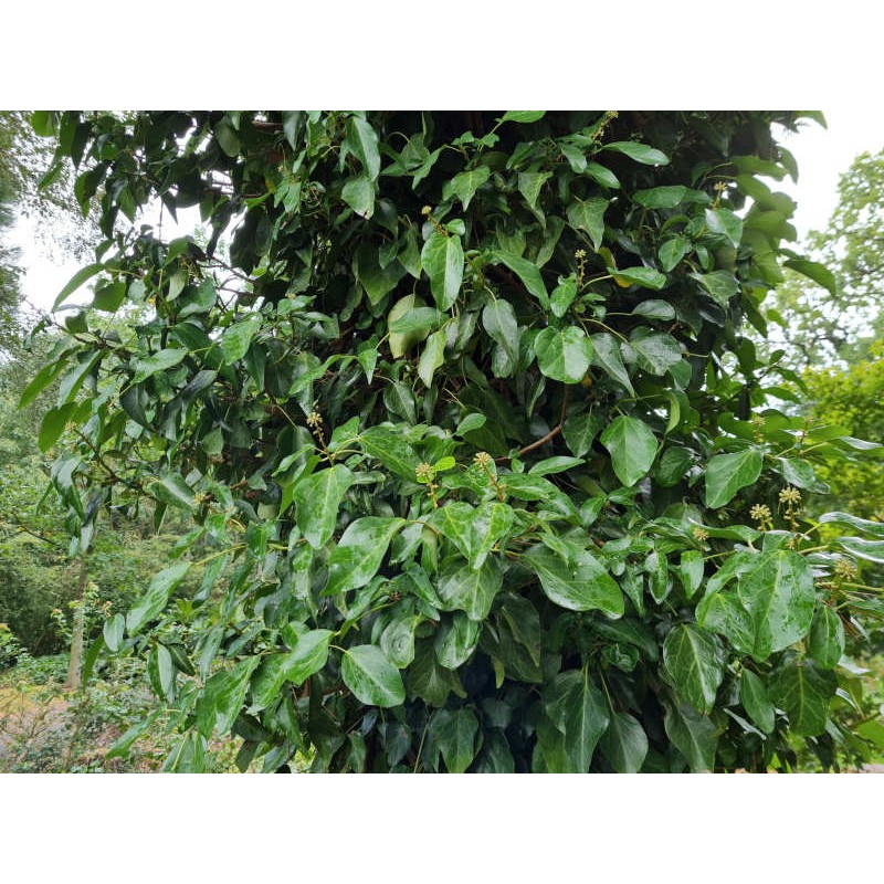 Hedera pastuchovii 'Ann Ala' - leaves in autumn