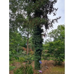 Hedera pastuchovii 'Ann Ala' - established plant climbing a Pine
