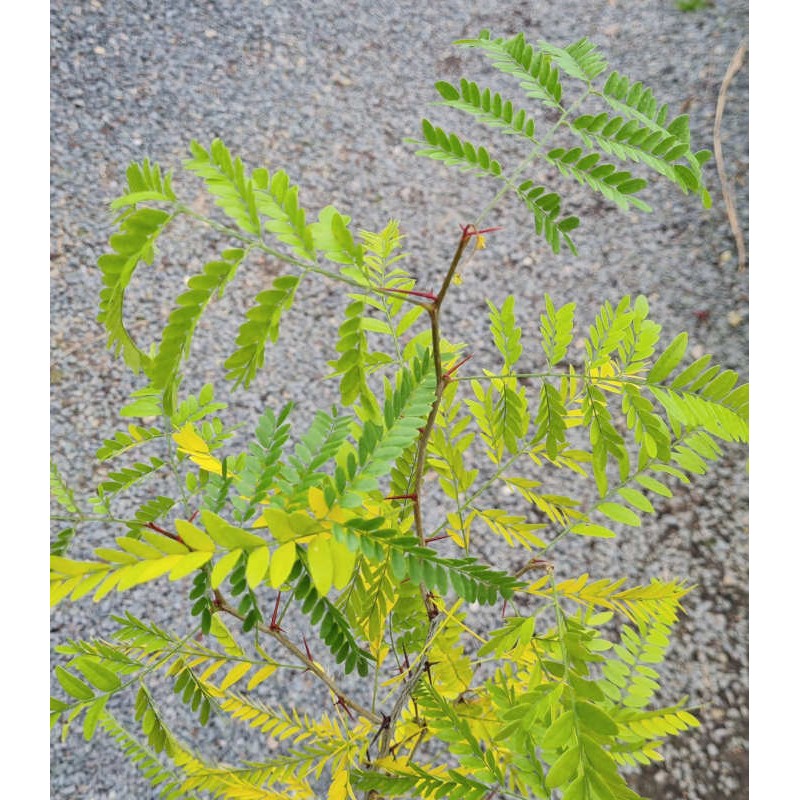 Gleditsia caspica - leaves changing colour in autumn