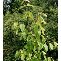 Acer carpinifolium - leaves in Summer