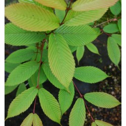 Acer carpinifolium - hornbeam-like leaves close up