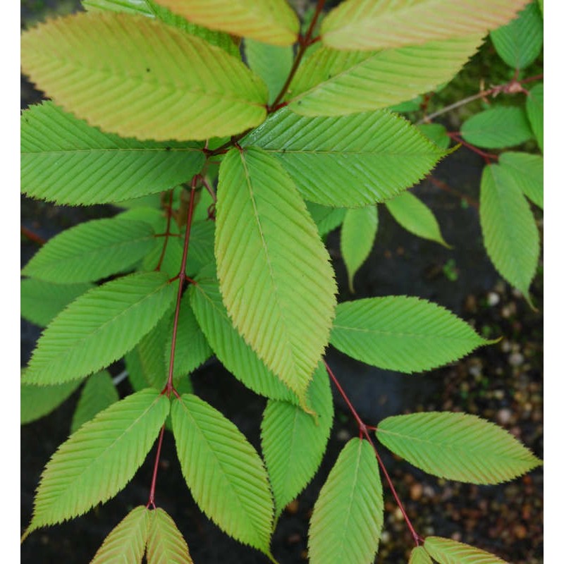 Acer carpinifolium - hornbeam-like leaves close up Acer carpinifolium - hornbeam-like leaves close up