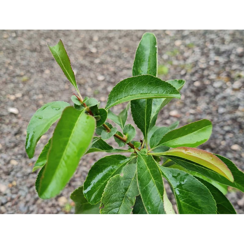 Chaenomeles x superba 'Clementine' - summer leaves Chaenomeles x superba 'Clementine' - summer leaves